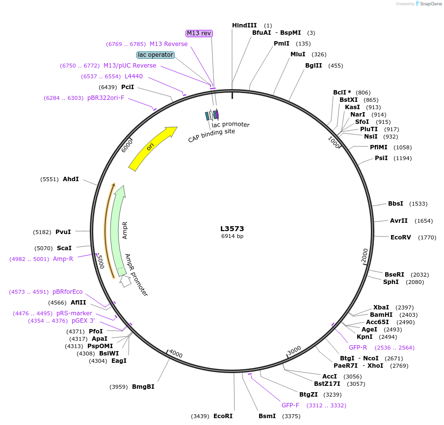 1565-plasmid-map-sequence-id-175