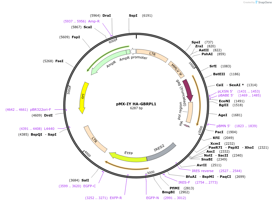 89297-plasmid-map-sequence-id-175004