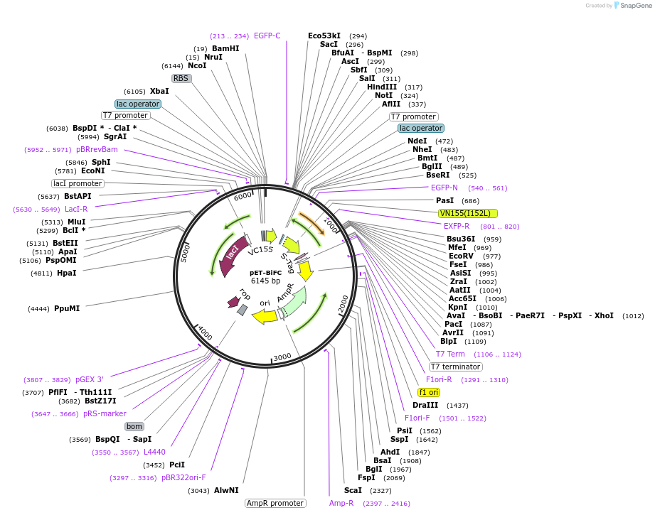 87856-plasmid-map-sequence-id-175019