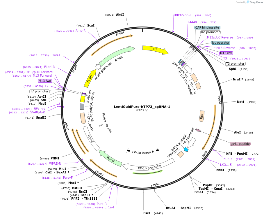 88855-plasmid-map-sequence-id-175025