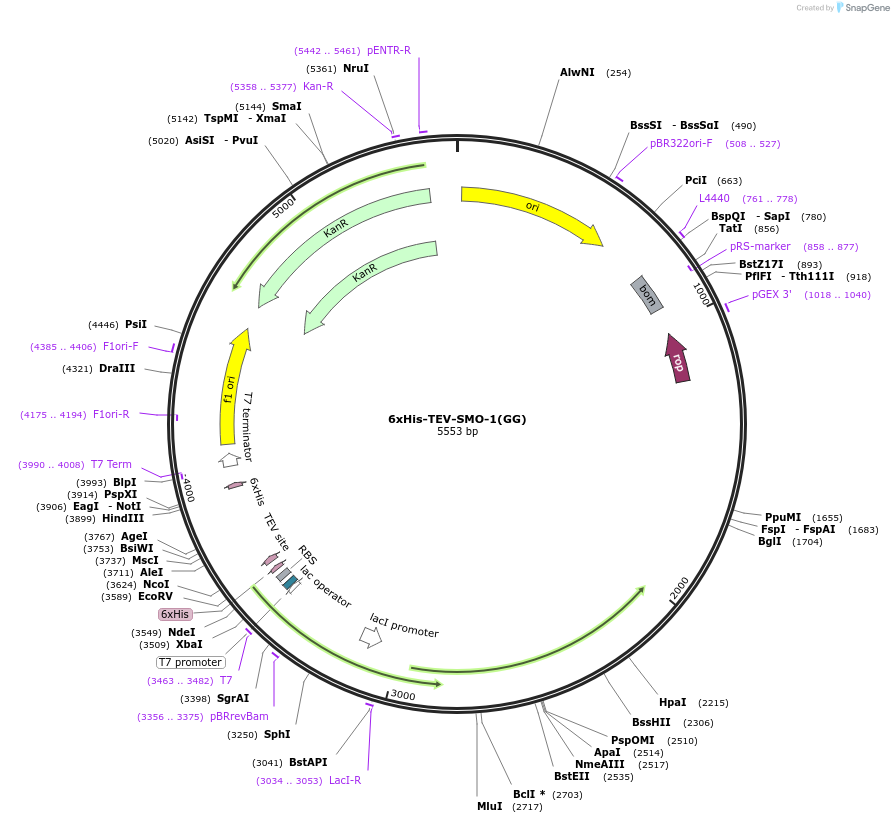 87054-plasmid-map-sequence-id-175026