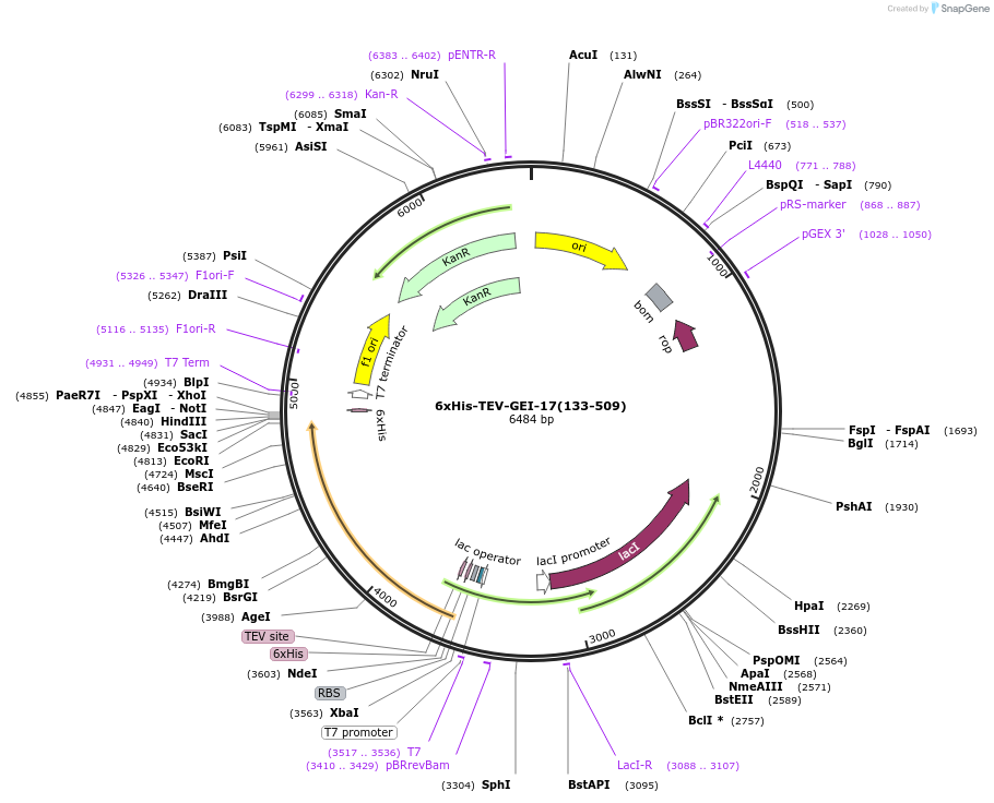 87056-plasmid-map-sequence-id-175030