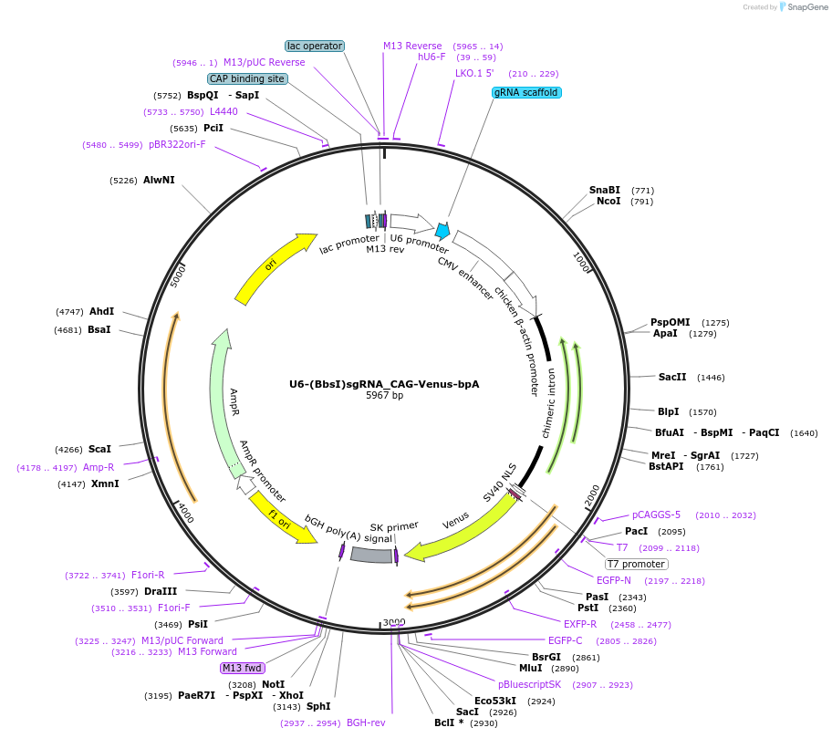 86985-plasmid-map-sequence-id-175035