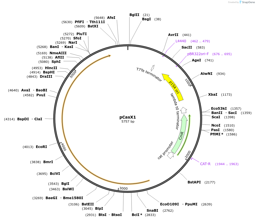 87685-plasmid-map-sequence-id-175056