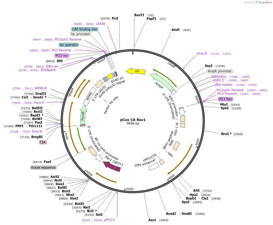 84643-plasmid-map-sequence-id-175059