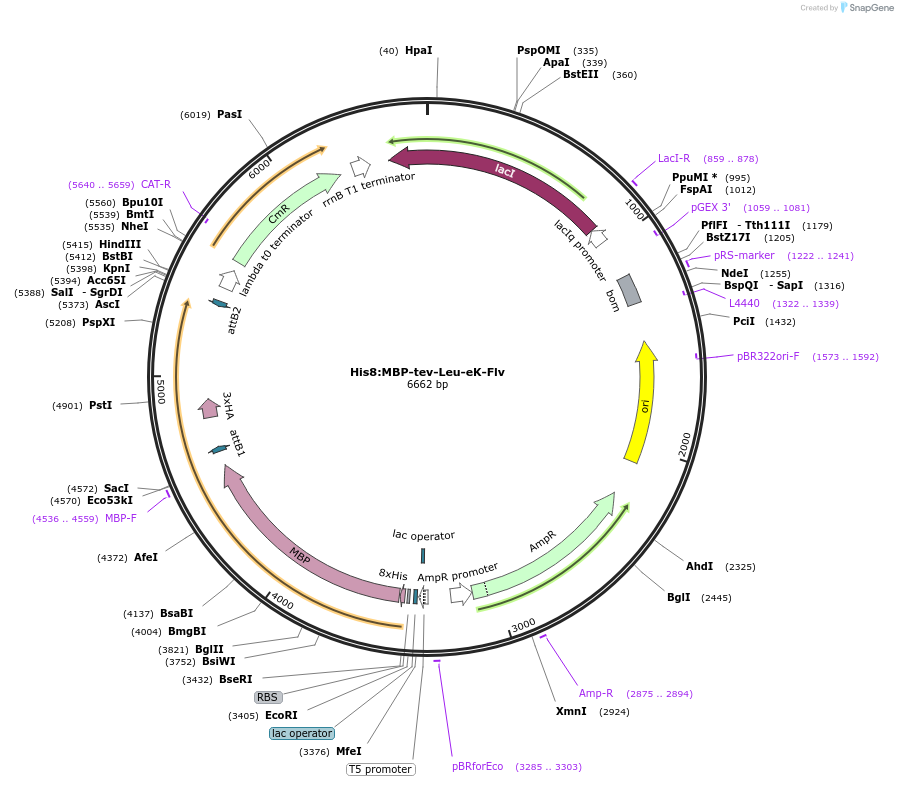 83386-plasmid-map-sequence-id-175060