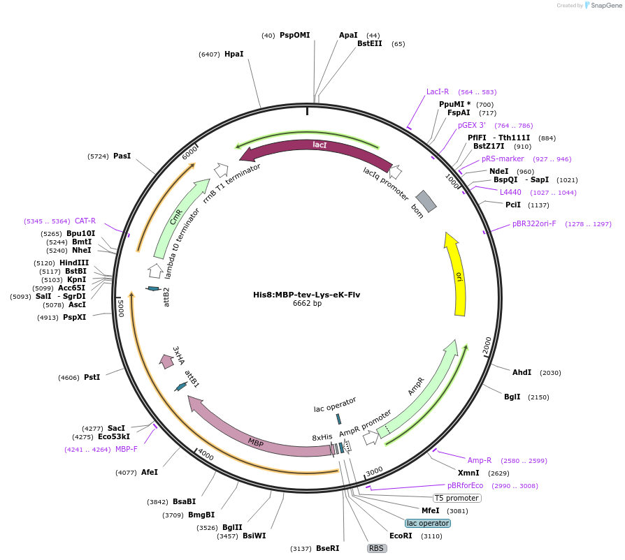 83387-plasmid-map-sequence-id-175064