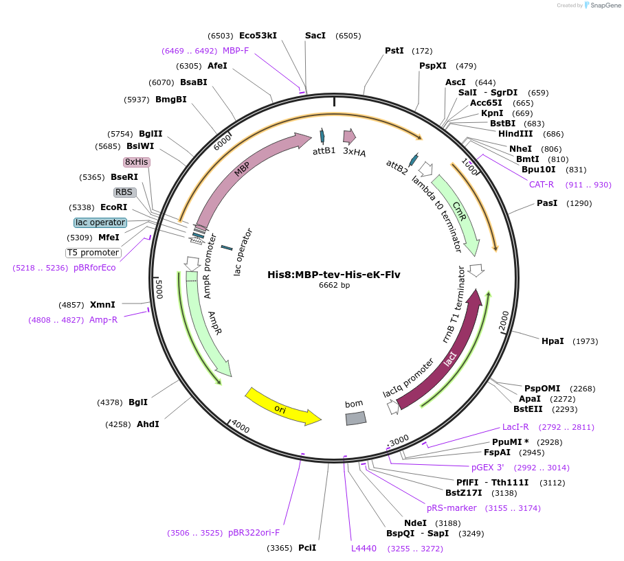 83388-plasmid-map-sequence-id-175065