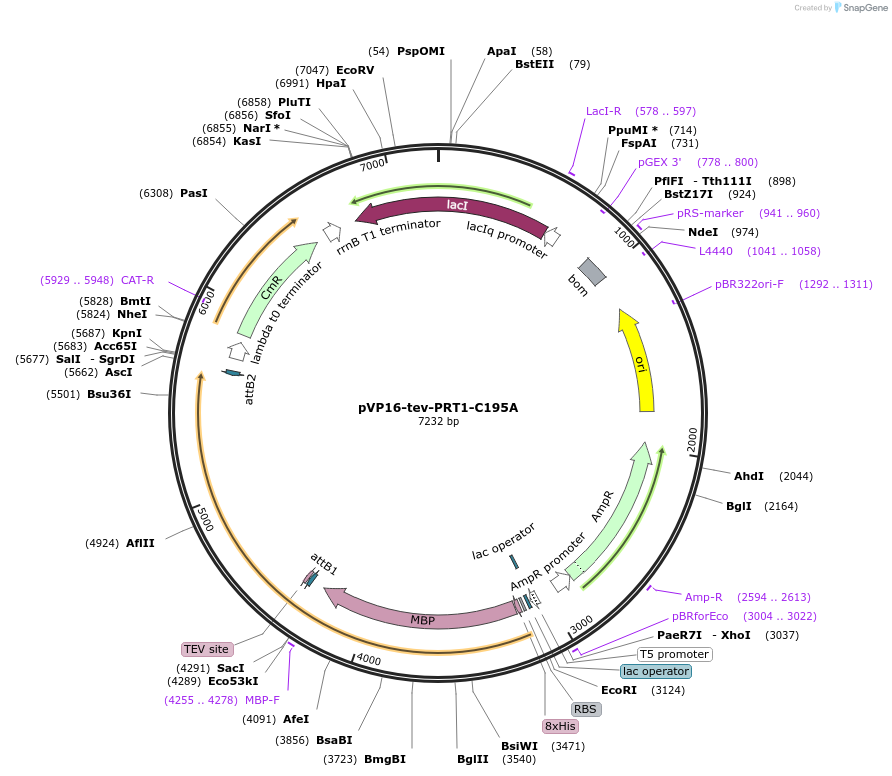 83408-plasmid-map-sequence-id-175084