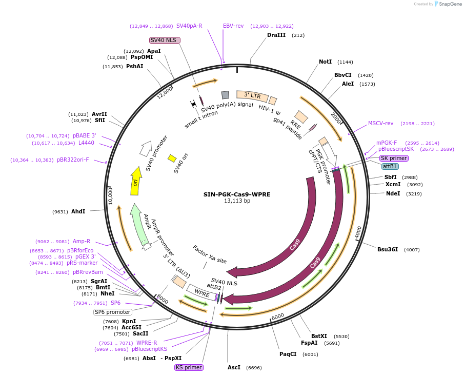 87886-plasmid-map-sequence-id-175124