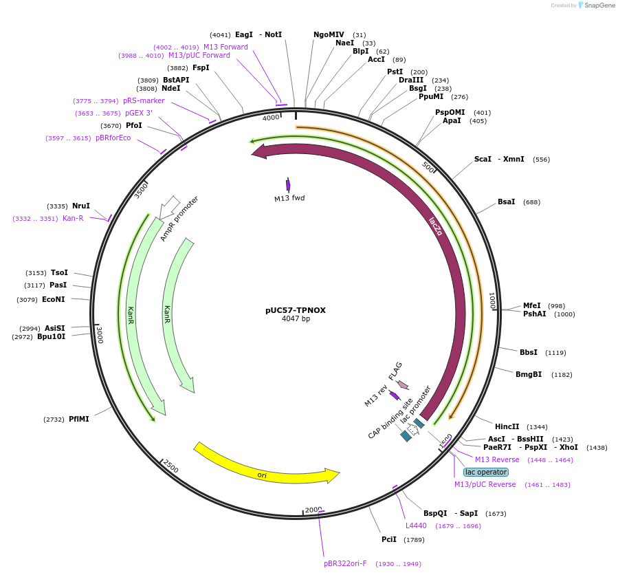 87853-plasmid-map-sequence-id-175126
