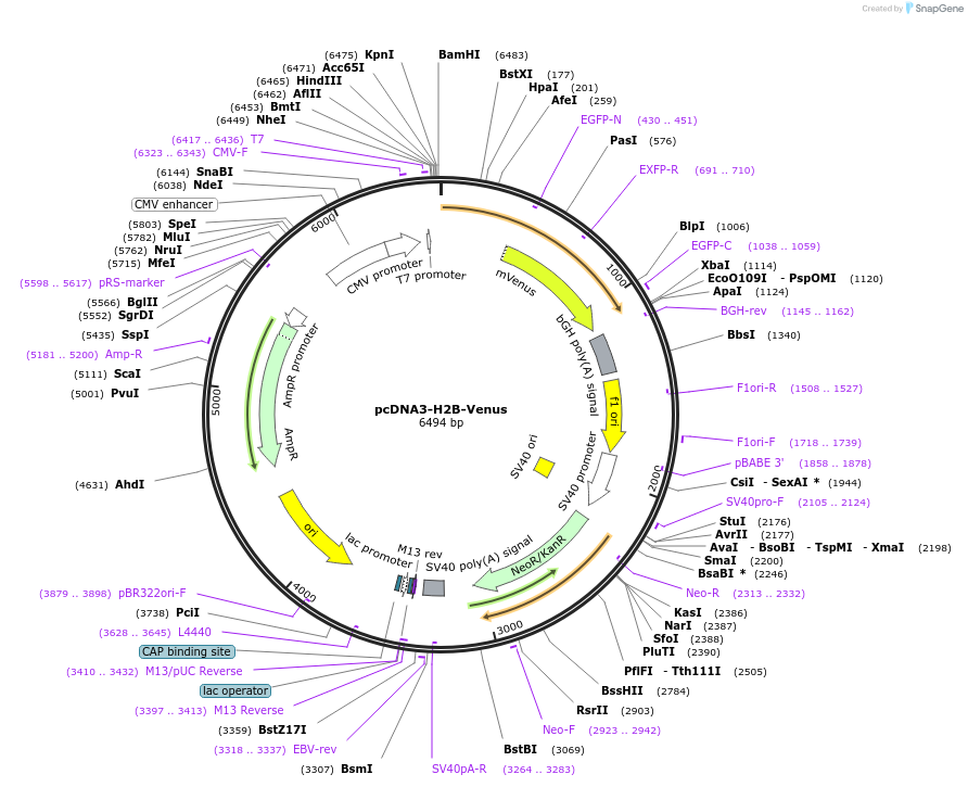 87614-plasmid-map-sequence-id-175128