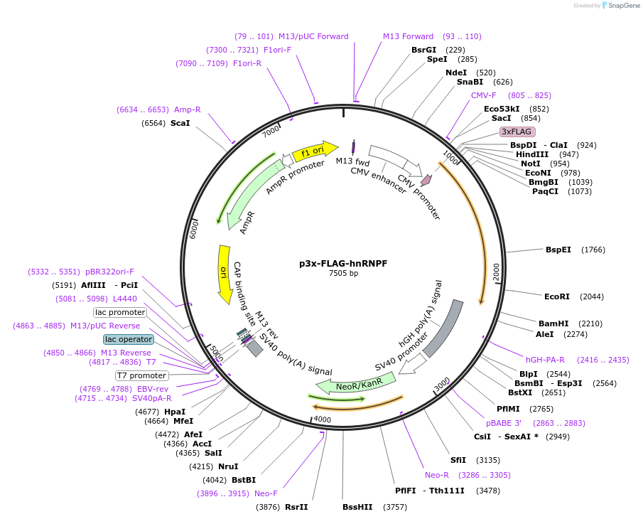 21926-plasmid-map-sequence-id-175162