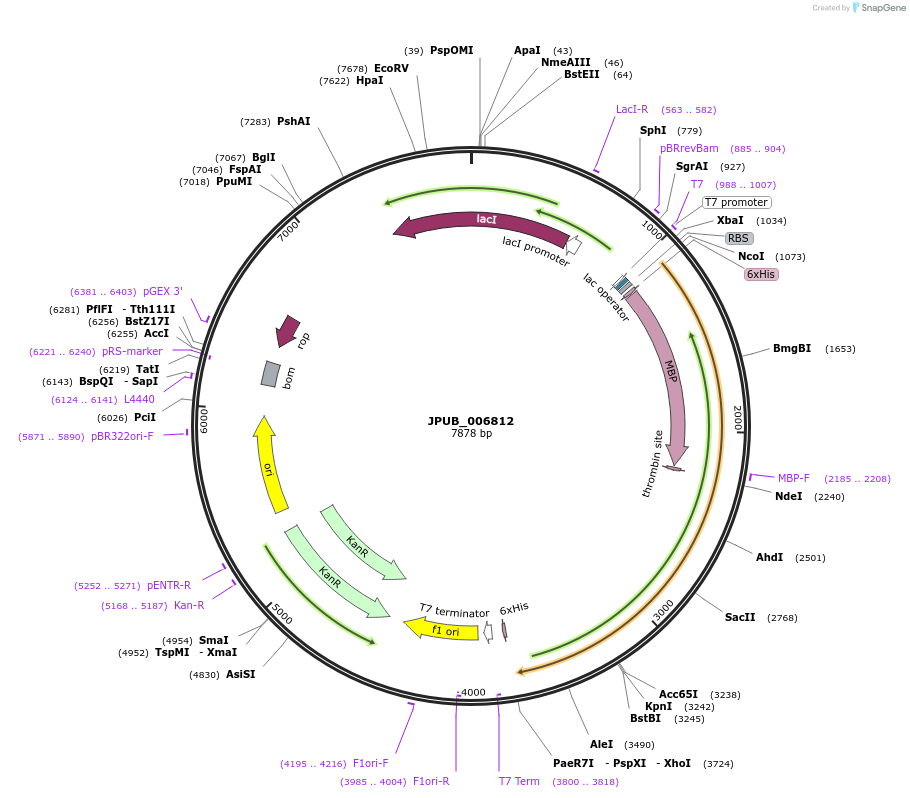 87925-plasmid-map-sequence-id-175163