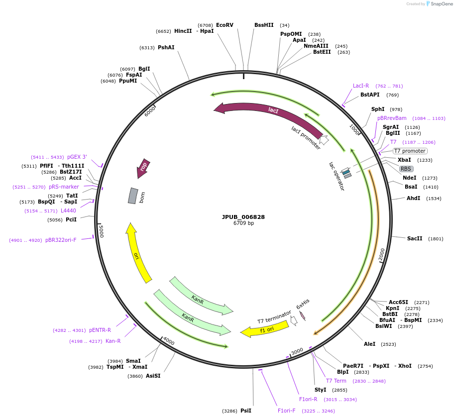 87922-plasmid-map-sequence-id-175164