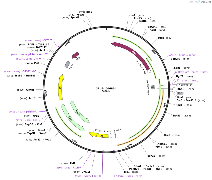 87920-plasmid-map-sequence-id-175165