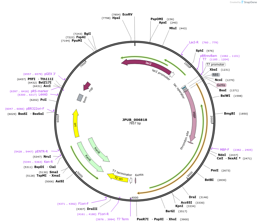 87924-plasmid-map-sequence-id-175167