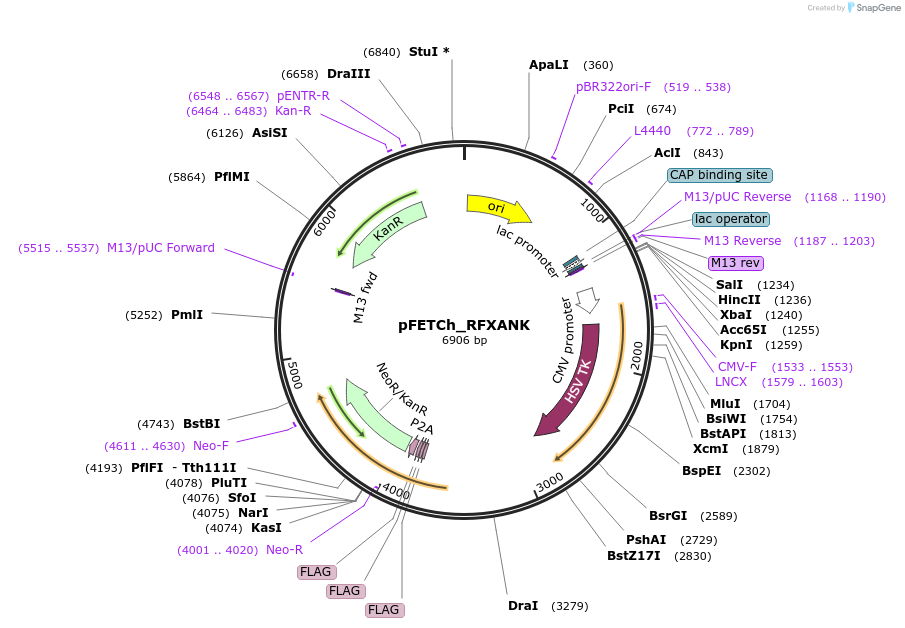 86296-plasmid-map-sequence-id-175192