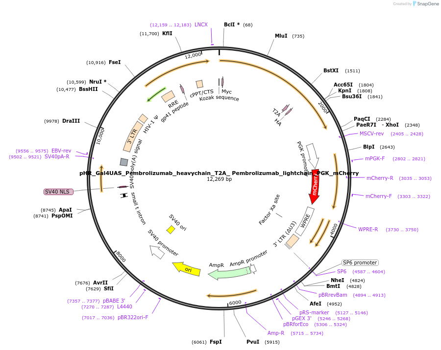 85434-plasmid-map-sequence-id-175200