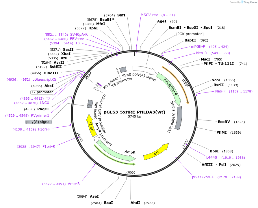72557-plasmid-map-sequence-id-175207