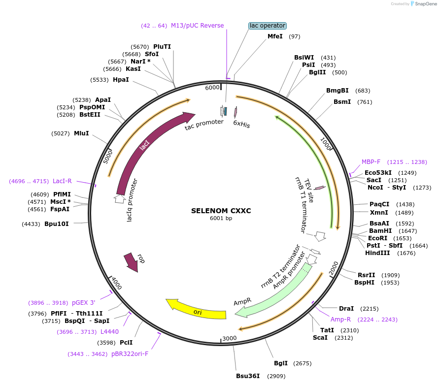 86579-plasmid-map-sequence-id-175211