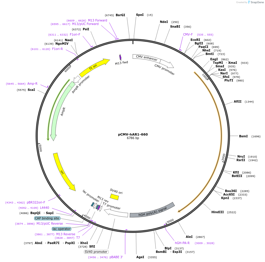 89079-plasmid-map-sequence-id-175227
