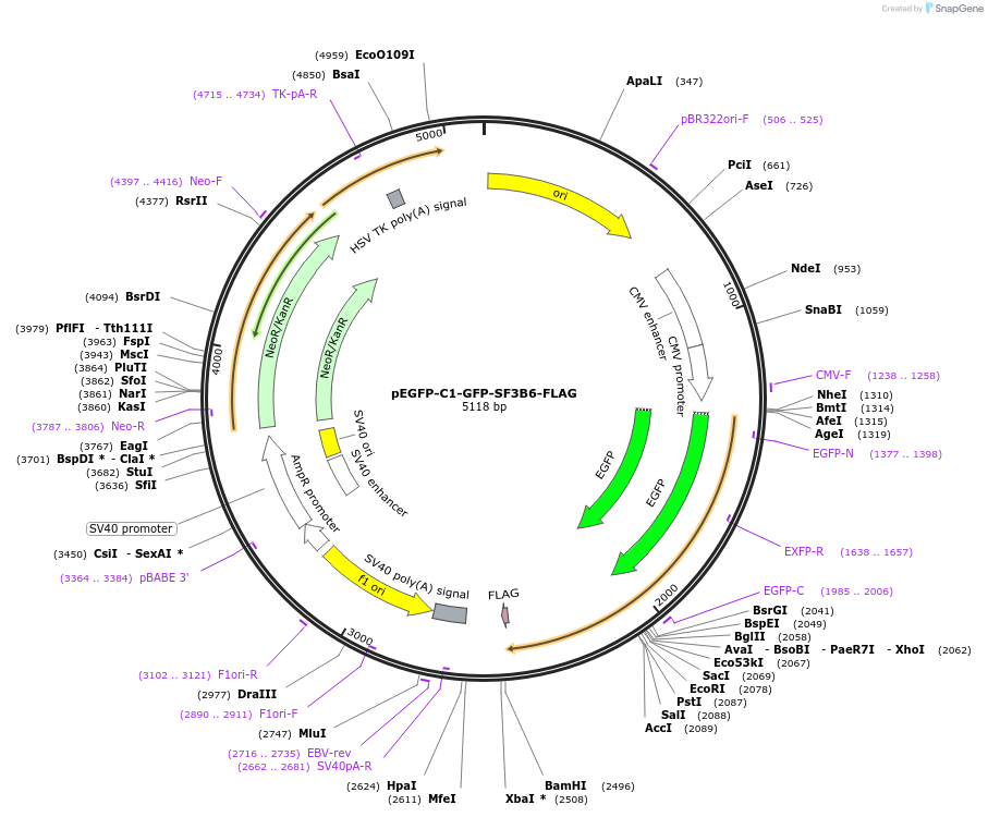 86870-plasmid-map-sequence-id-175231