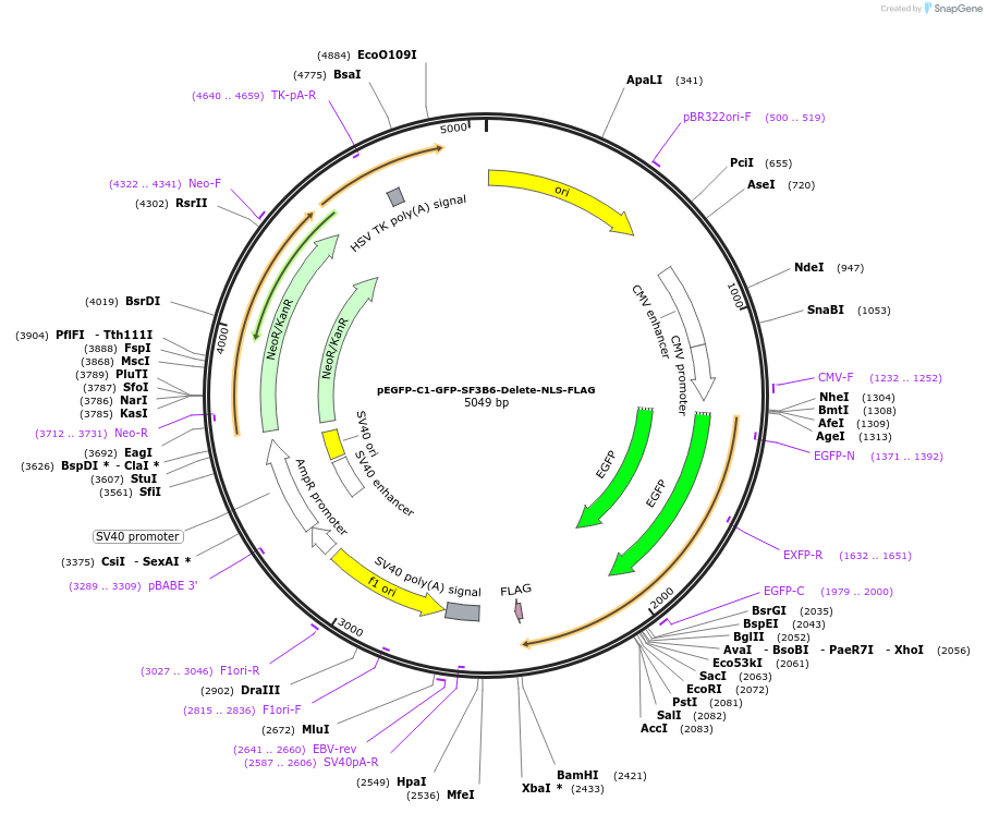 86871-plasmid-map-sequence-id-175234