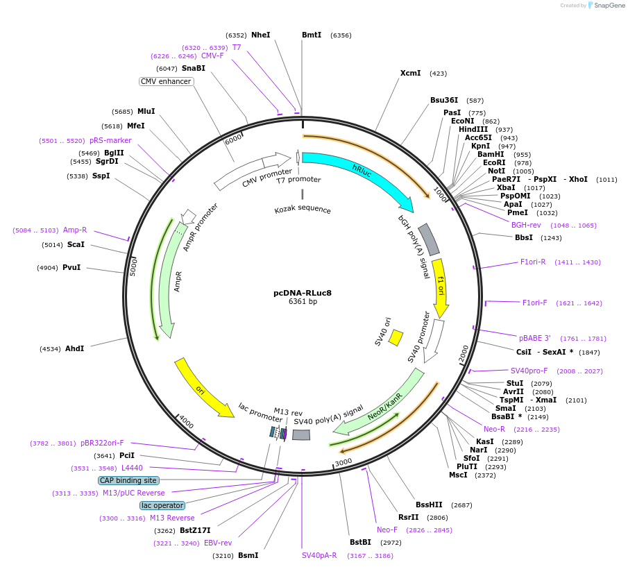 87121-plasmid-map-sequence-id-175252