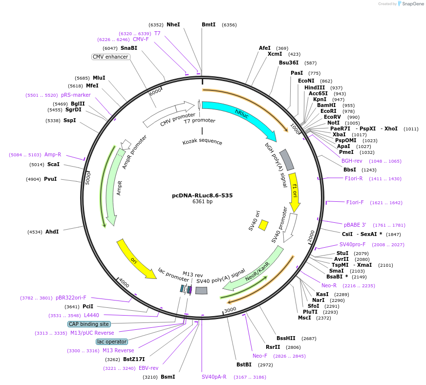 87125-plasmid-map-sequence-id-175256