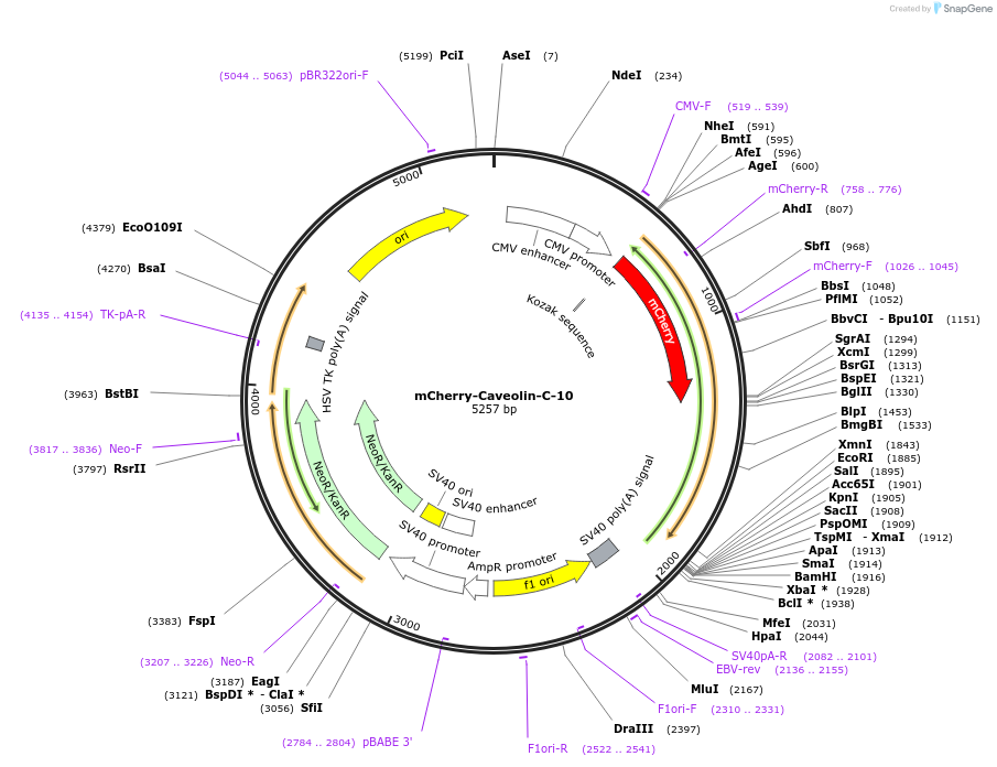 55008-plasmid-map-sequence-id-175258