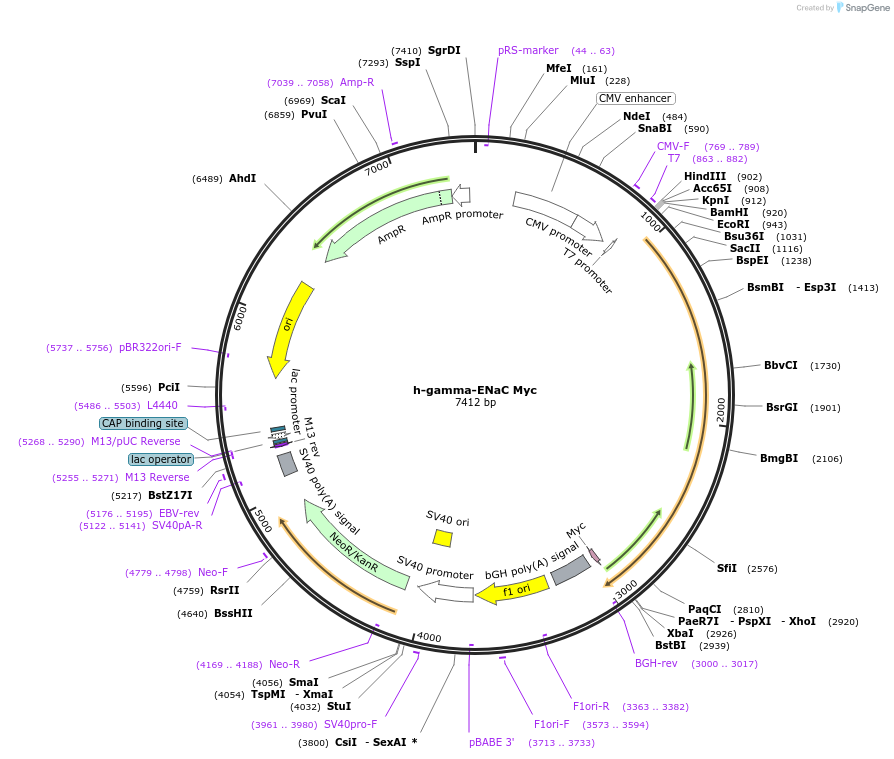 83428-plasmid-map-sequence-id-175319