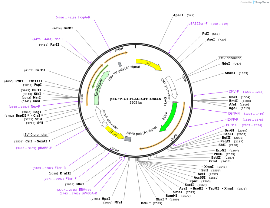 86921-plasmid-map-sequence-id-175328