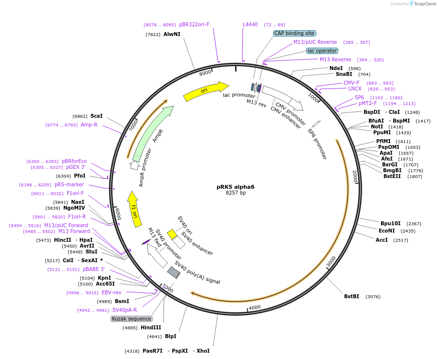 16036-plasmid-map-sequence-id-175334