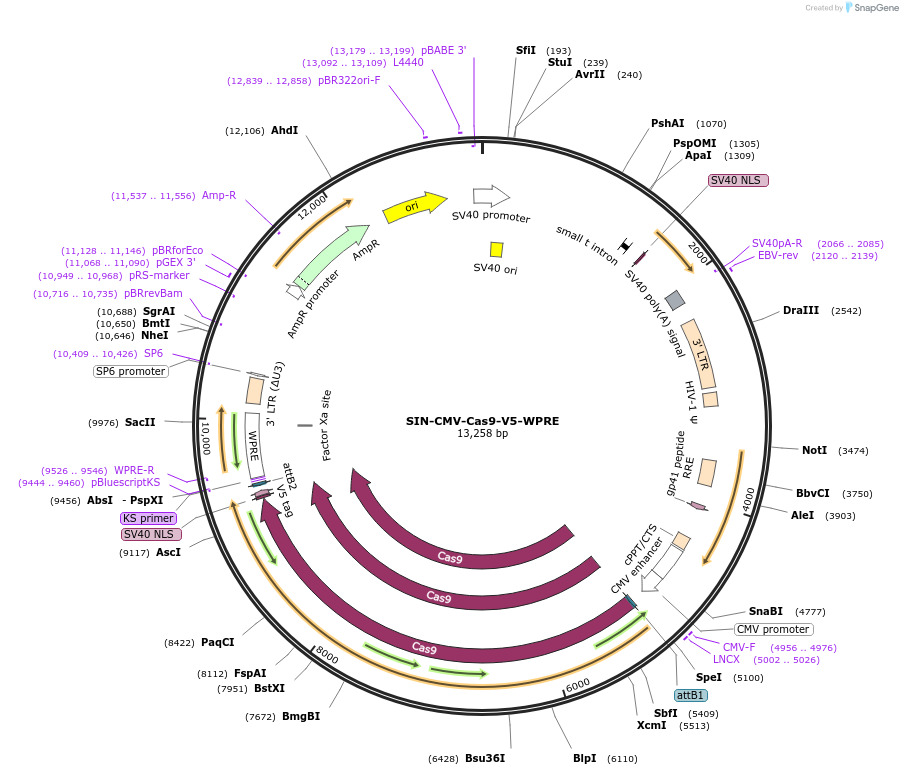 87904-plasmid-map-sequence-id-175362