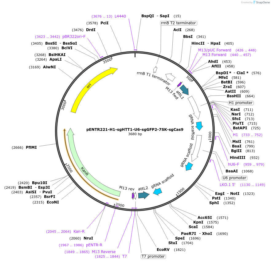 87917-plasmid-map-sequence-id-175365