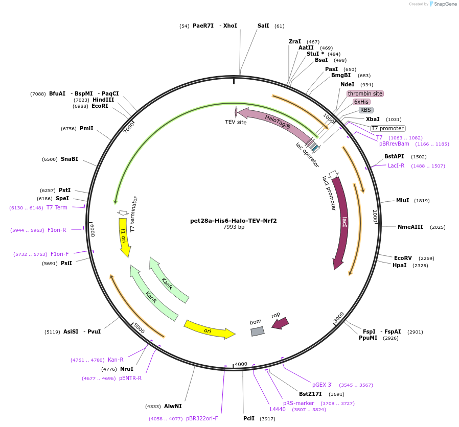 62455-plasmid-map-sequence-id-175379