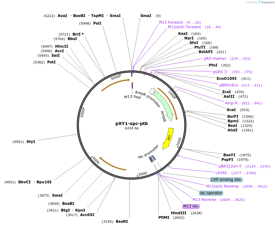 90489-plasmid-map-sequence-id-175410