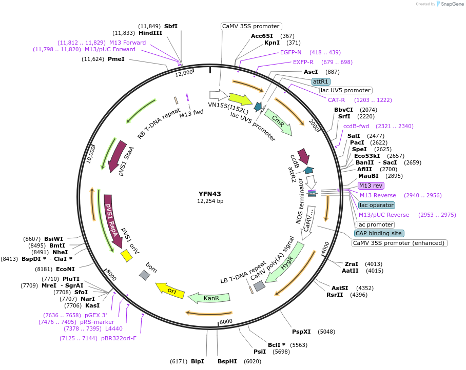 89487-plasmid-map-sequence-id-175412
