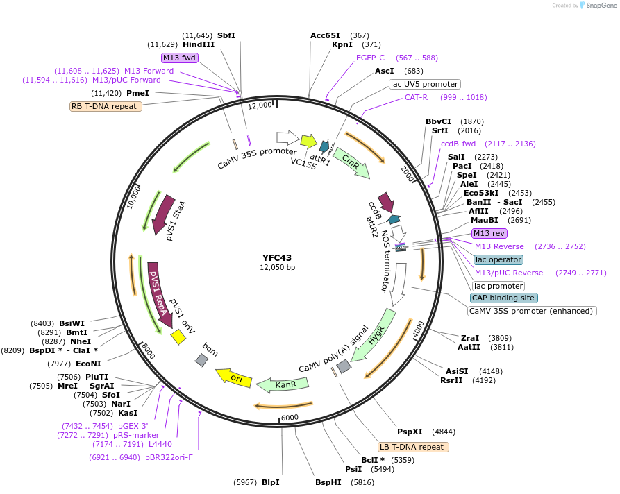89488-plasmid-map-sequence-id-175413