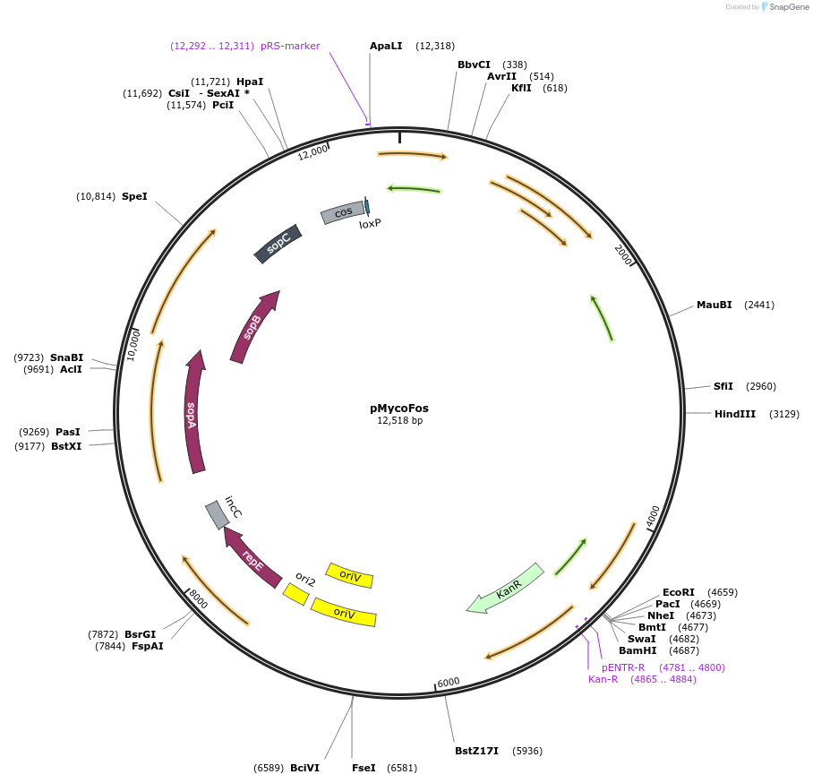 84577-plasmid-map-sequence-id-175425