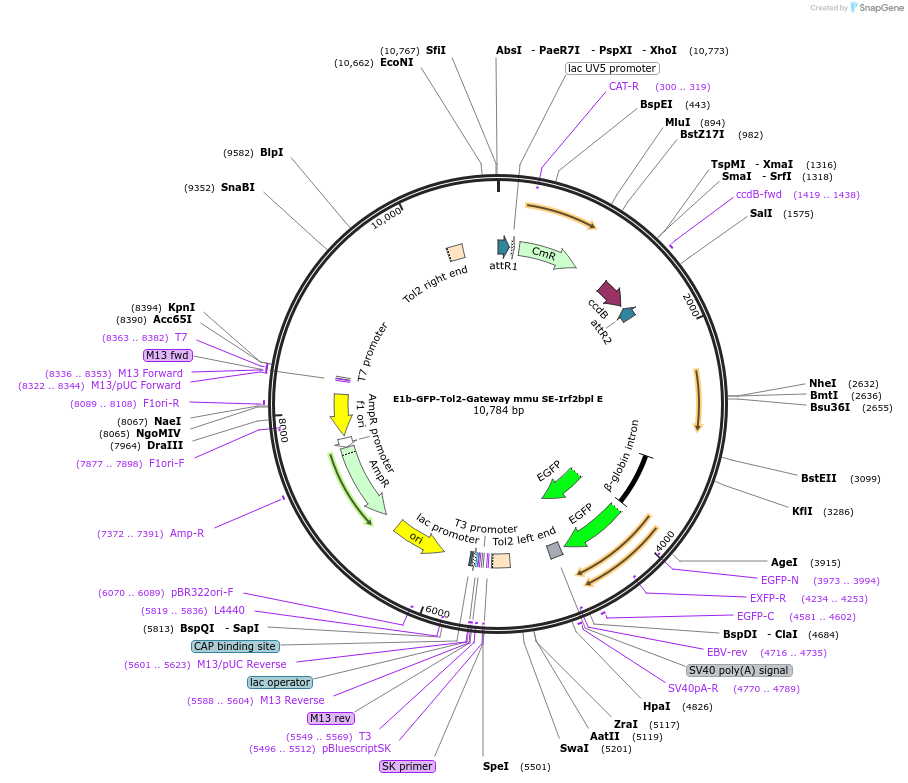 89374-plasmid-map-sequence-id-175426