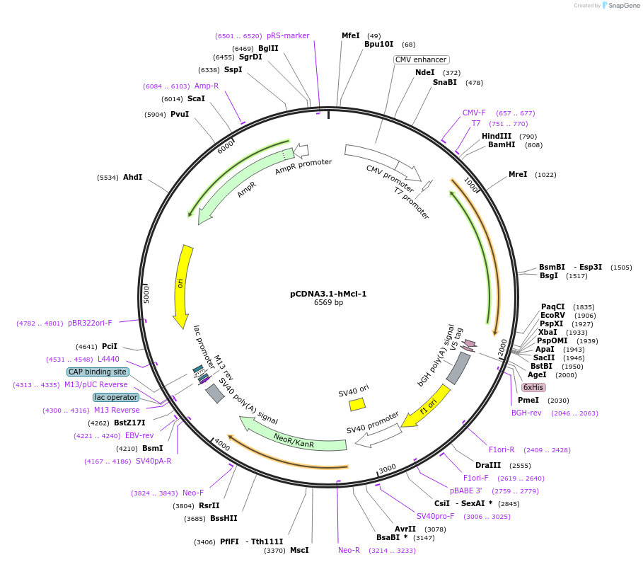 25375-plasmid-map-sequence-id-175673