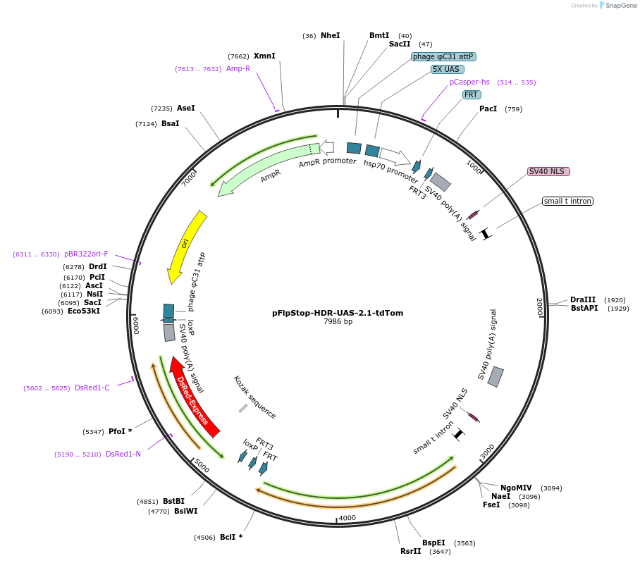 89148-plasmid-map-sequence-id-175676