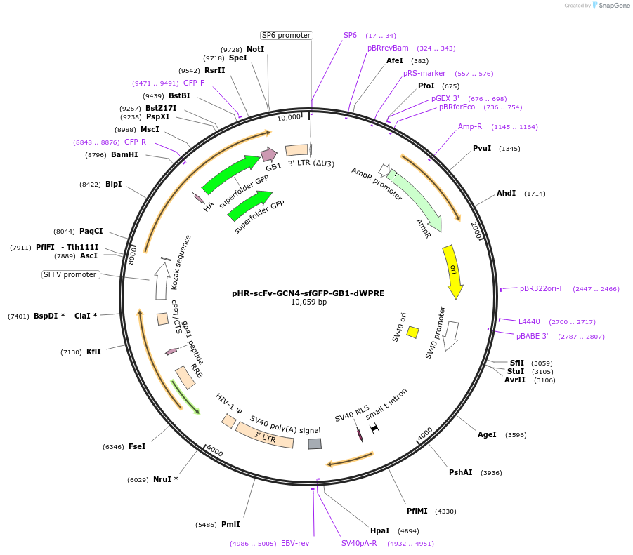 60907-plasmid-map-sequence-id-175679