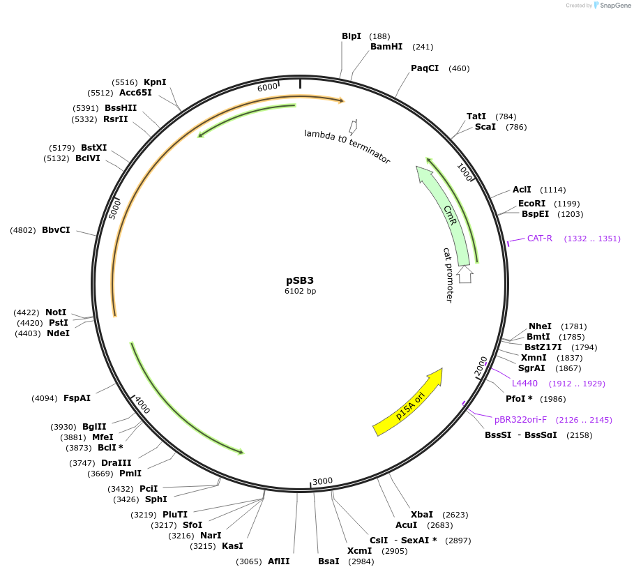 82027-plasmid-map-sequence-id-175680