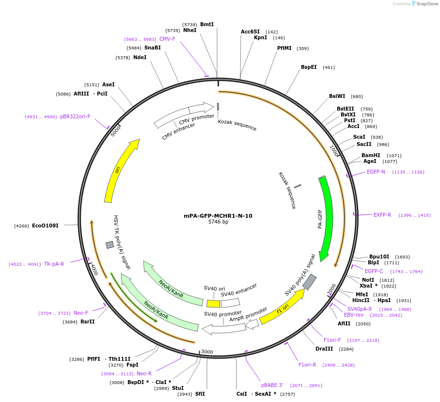 57147-plasmid-map-sequence-id-175698