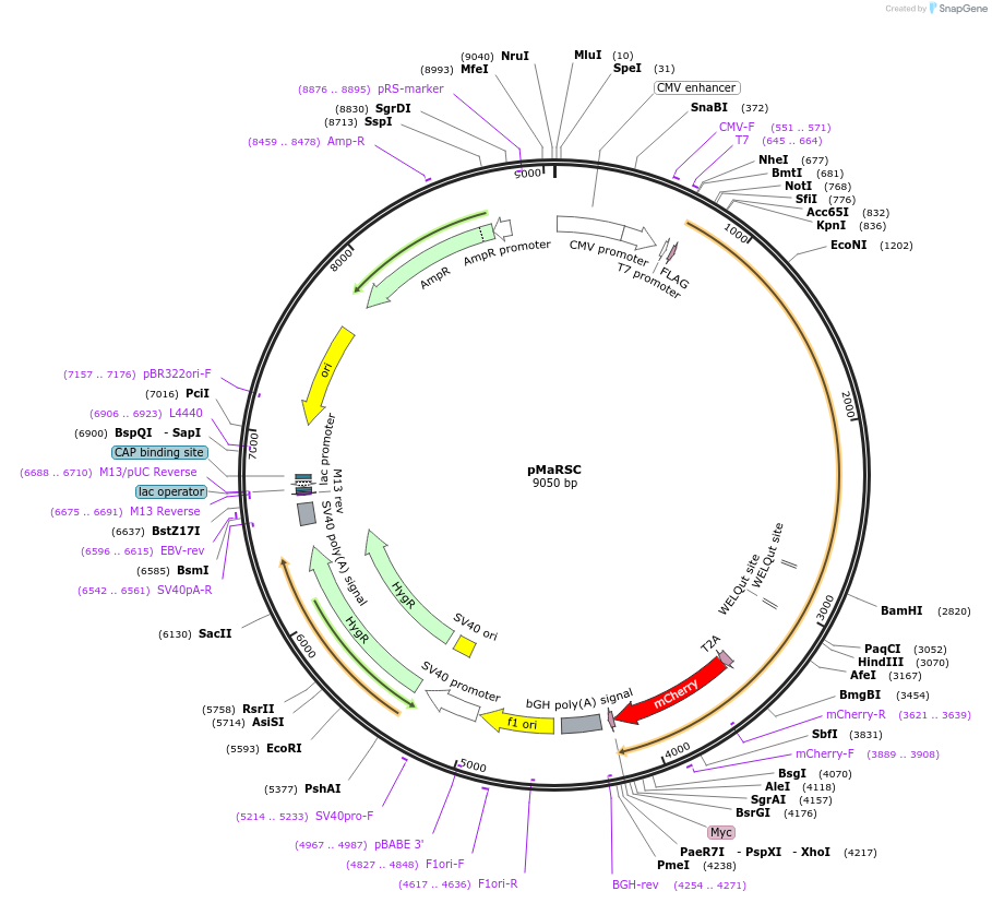 89189-plasmid-map-sequence-id-175705