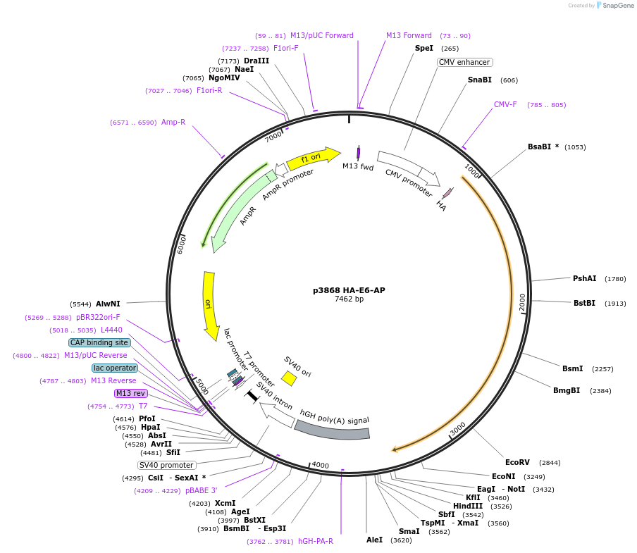 8648-plasmid-map-sequence-id-175722