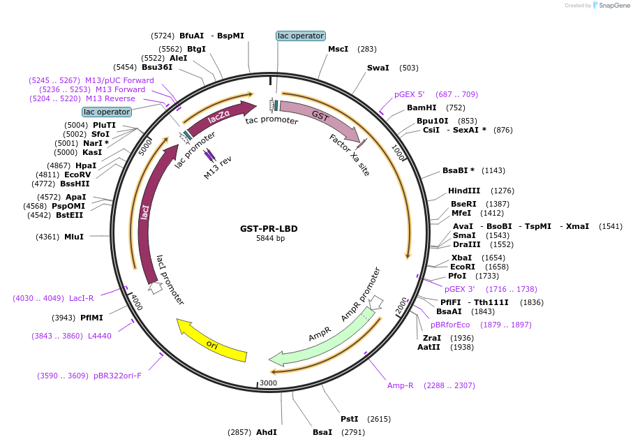 89117-plasmid-map-sequence-id-175728